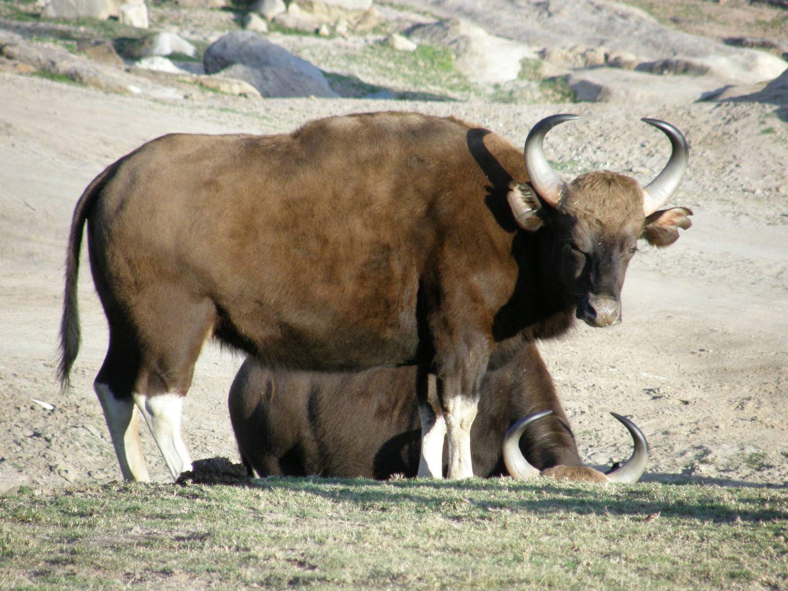 gaur