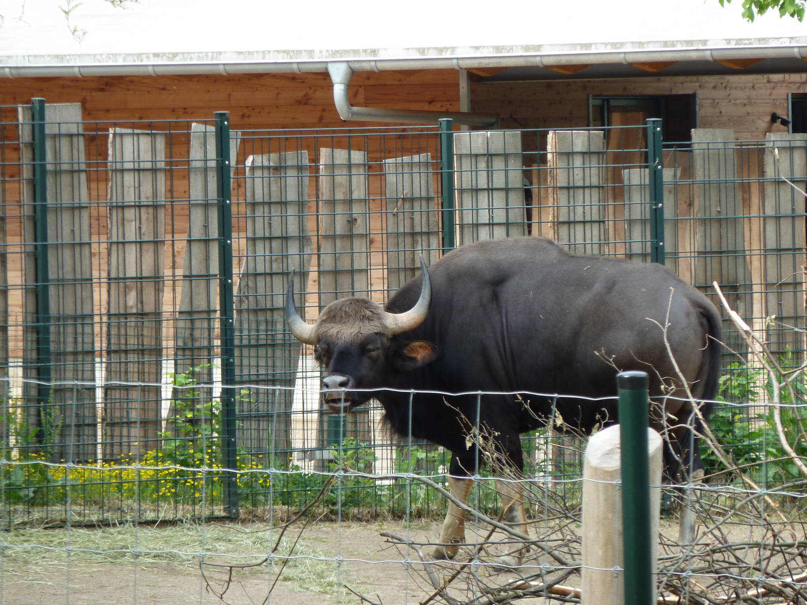 Gaur