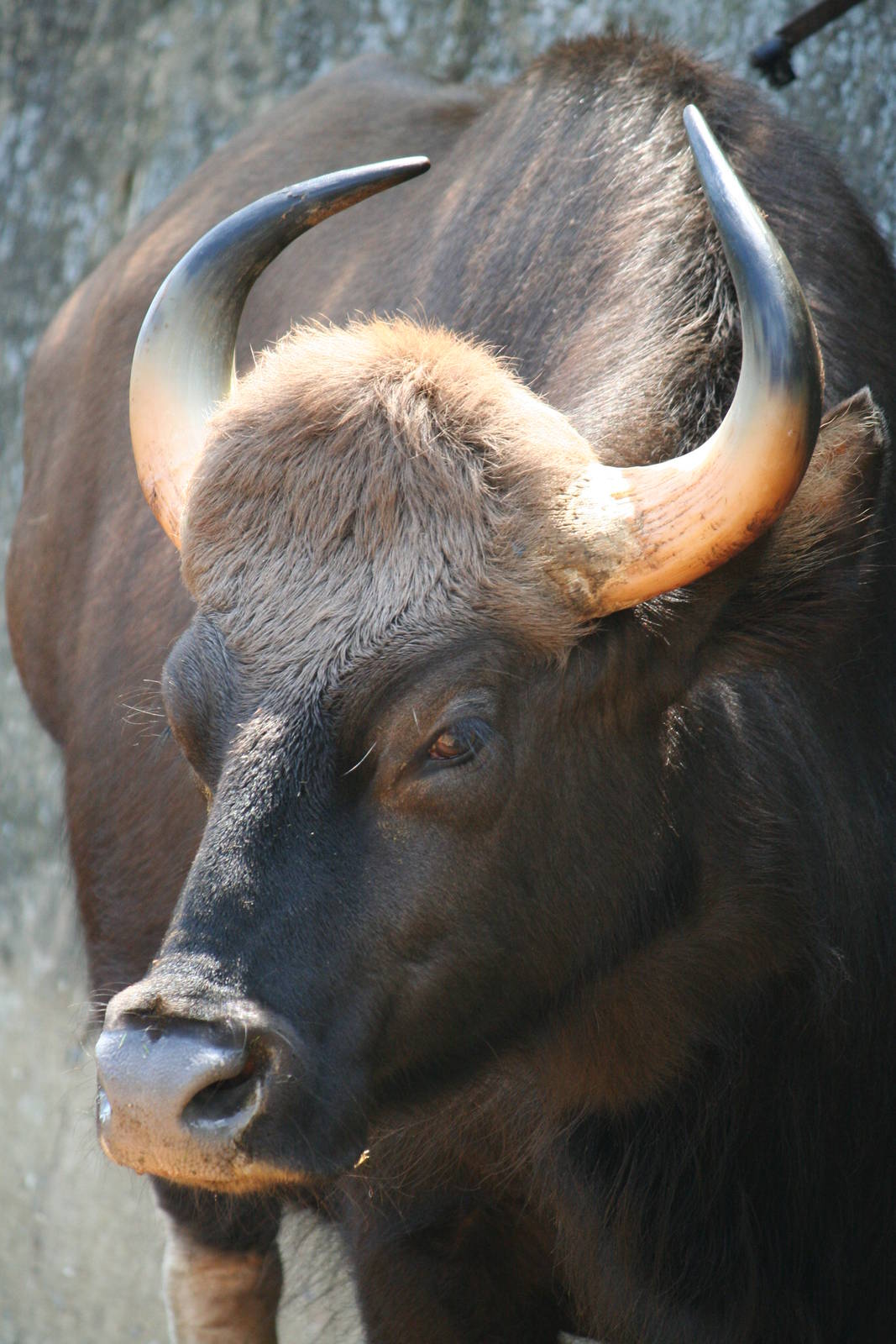 Gaur