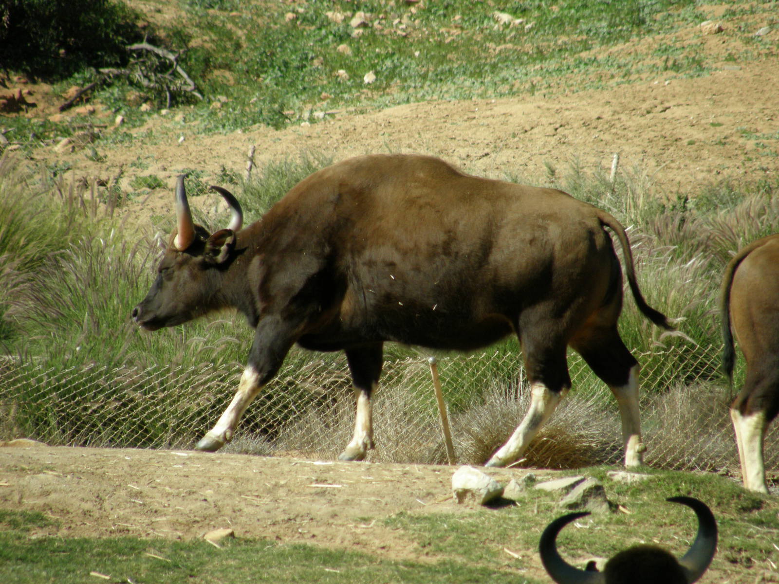 gaur