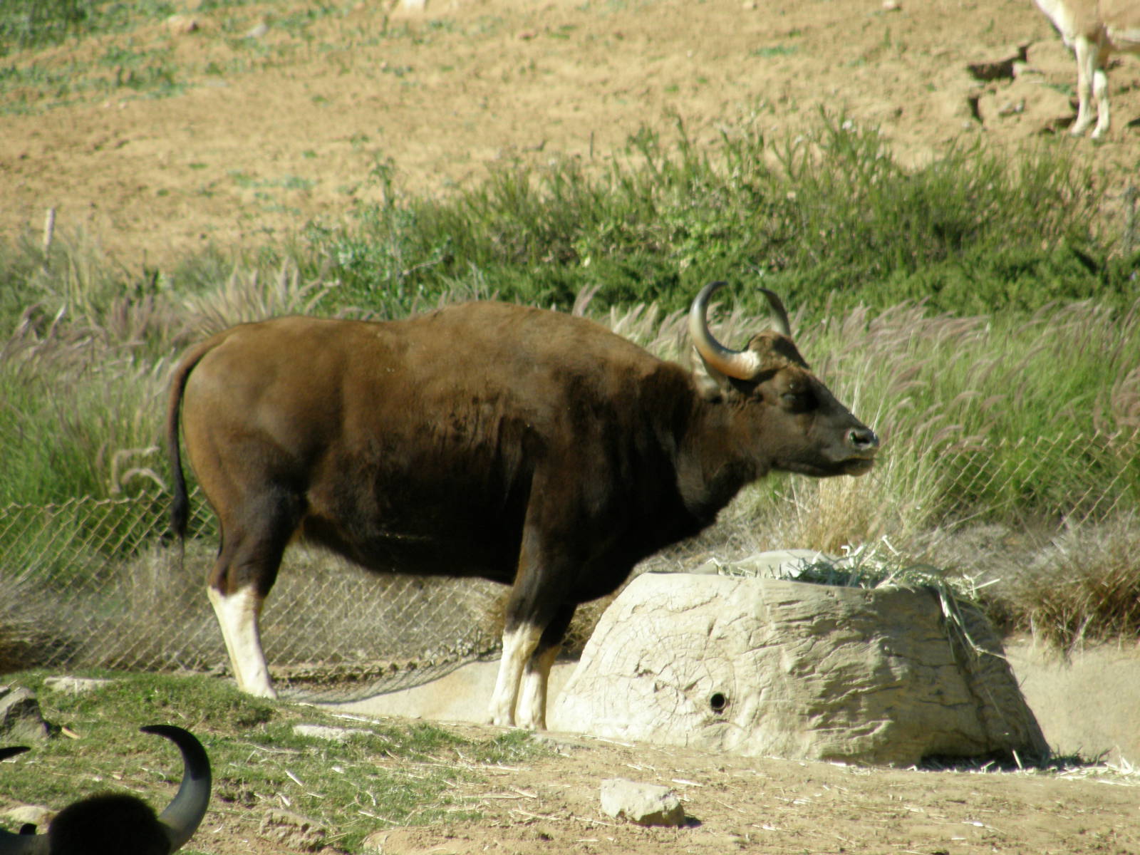 gaur
