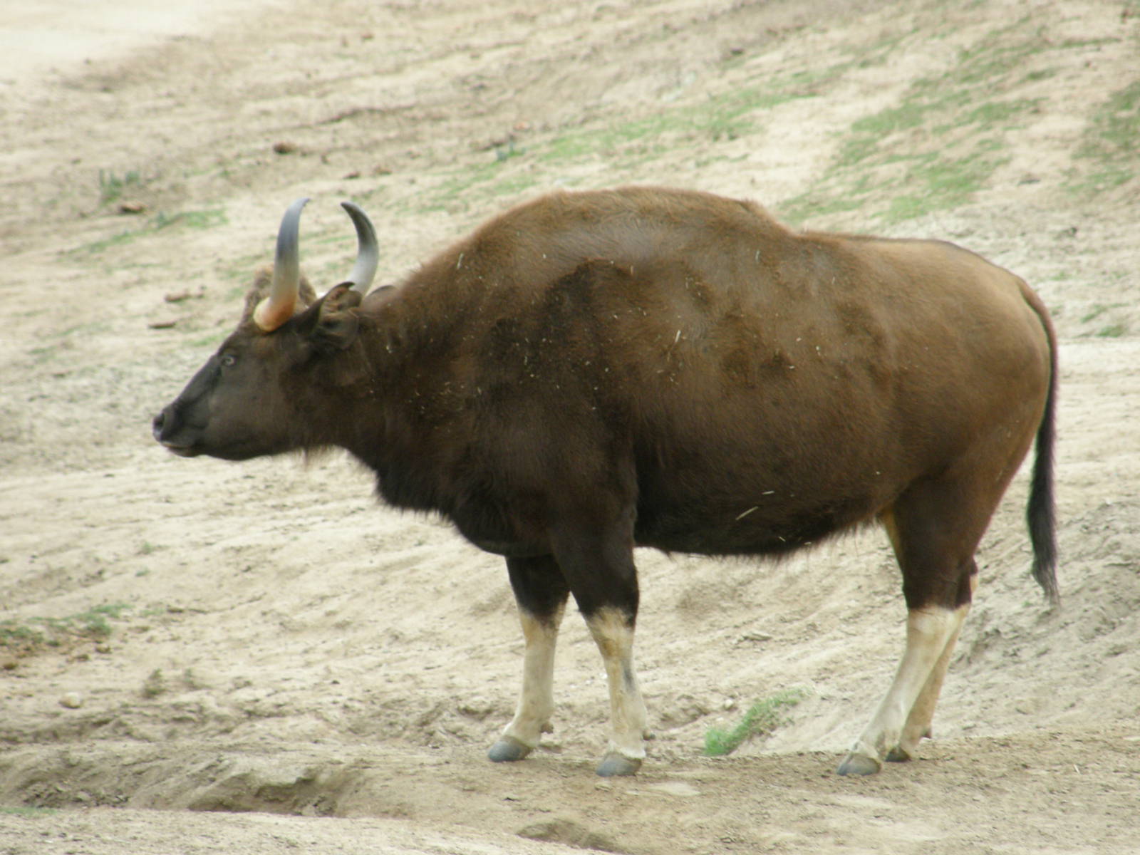 gaur