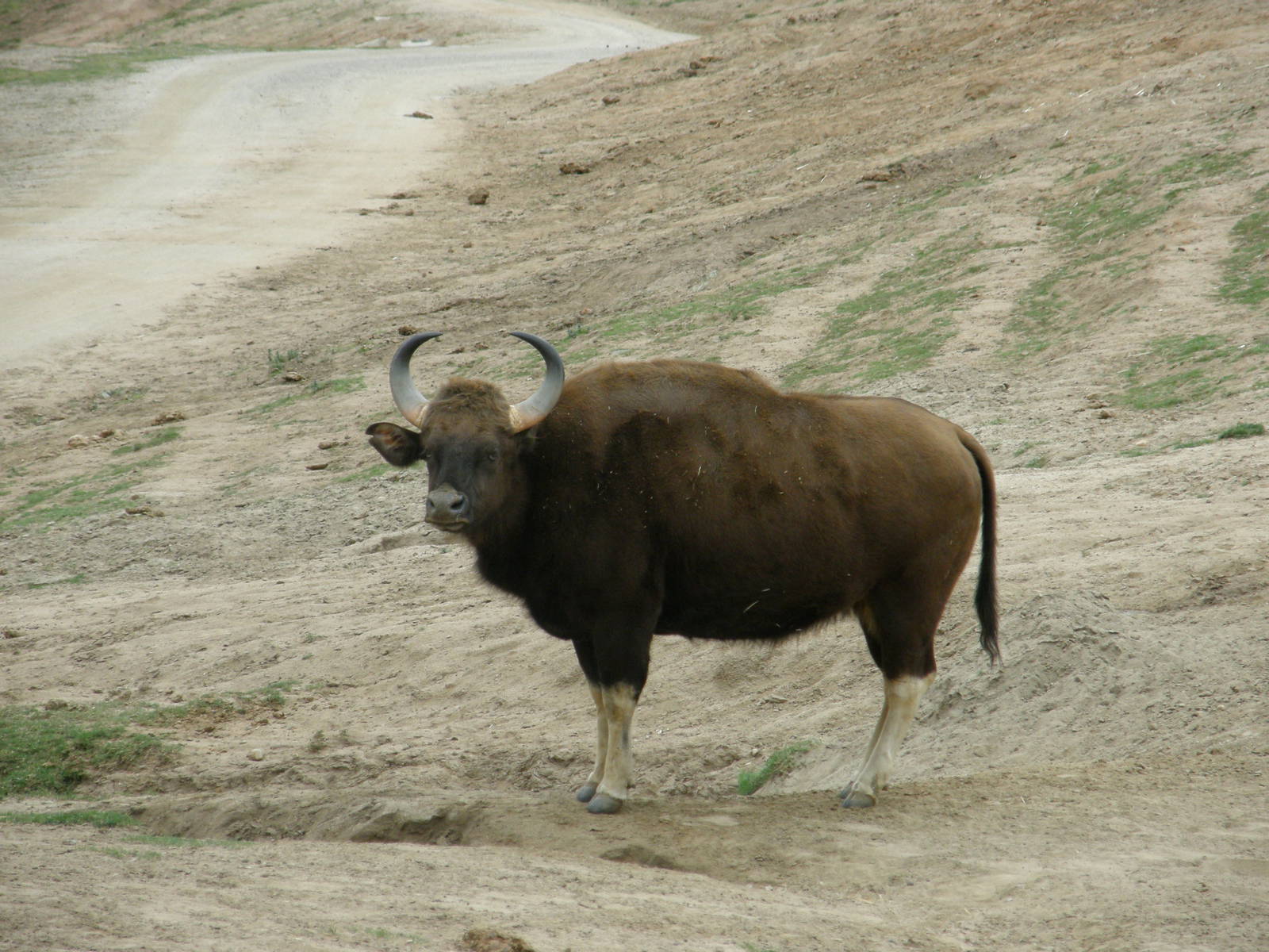 gaur