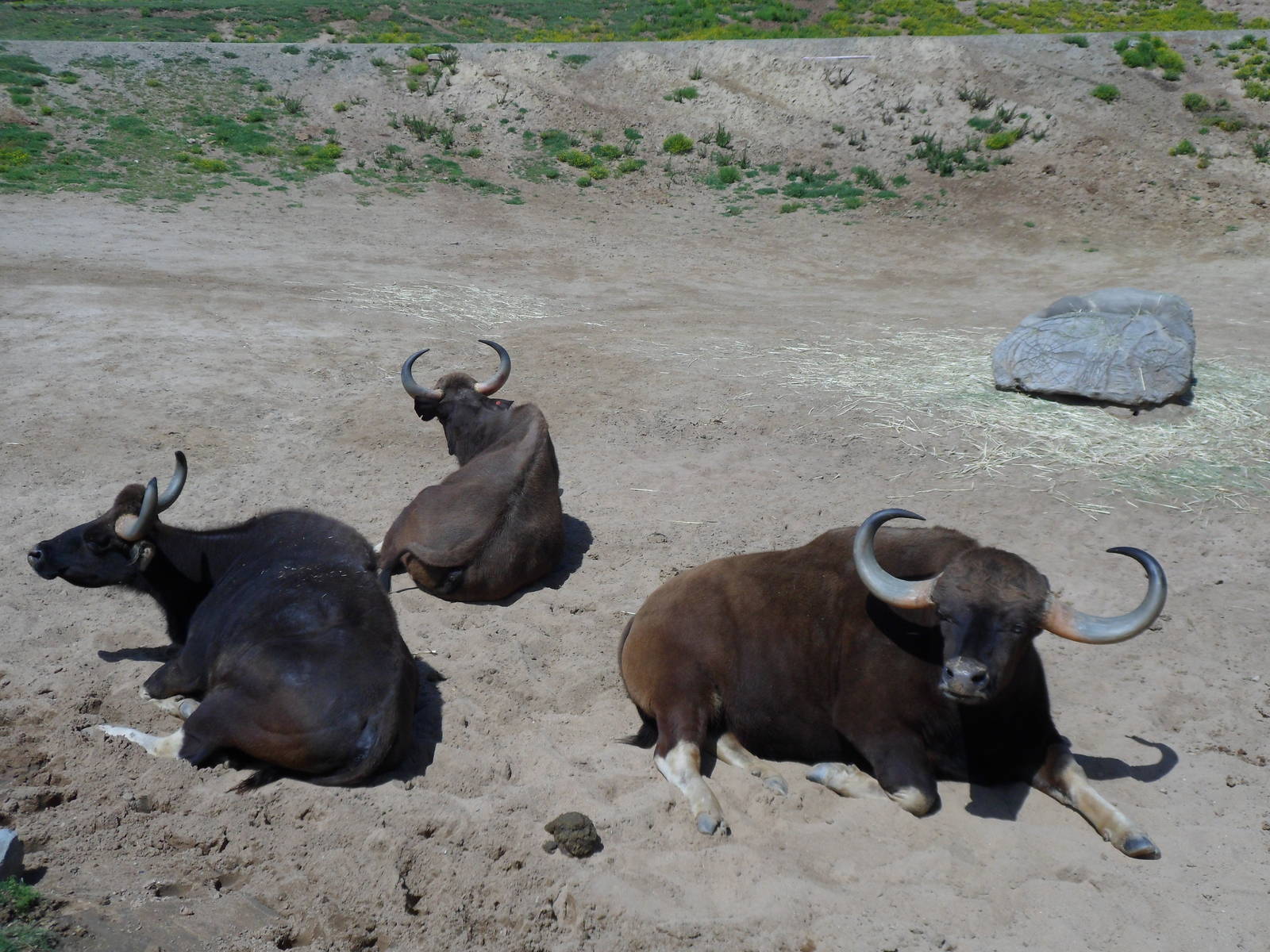 Gaur