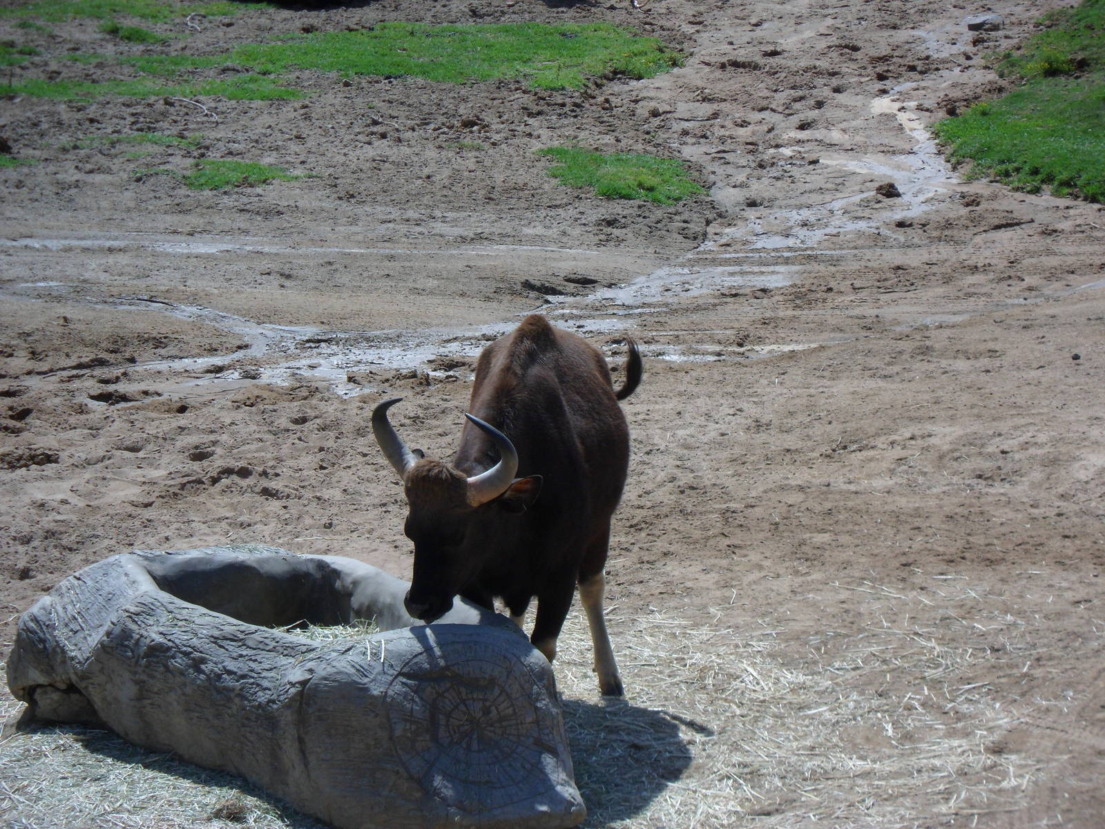 Gaur