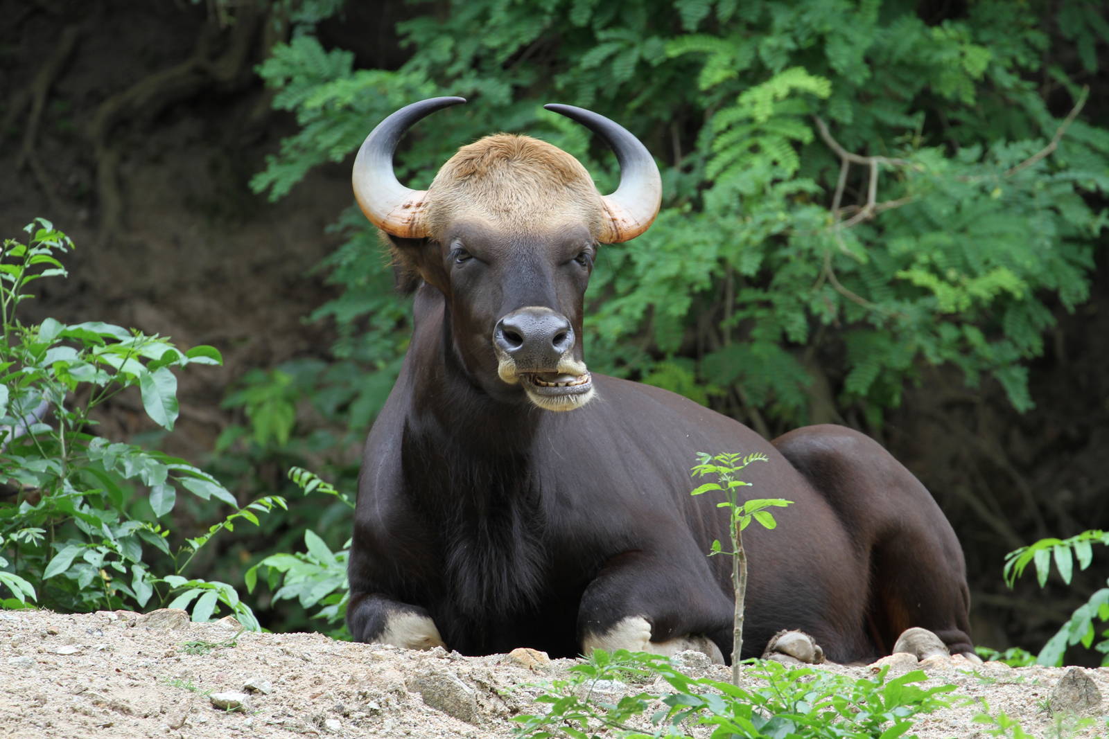 Gaur