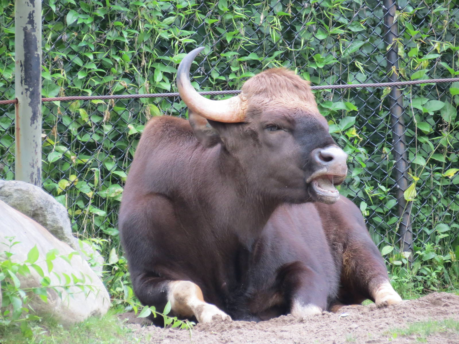 Gaur