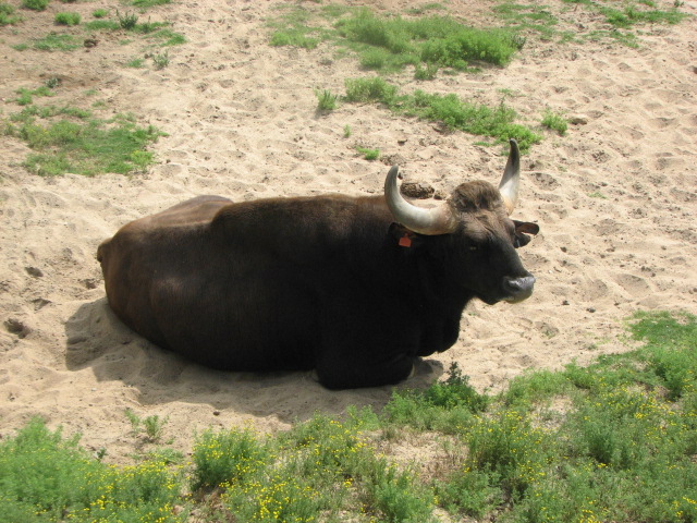Gaur