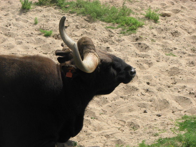 Gaur