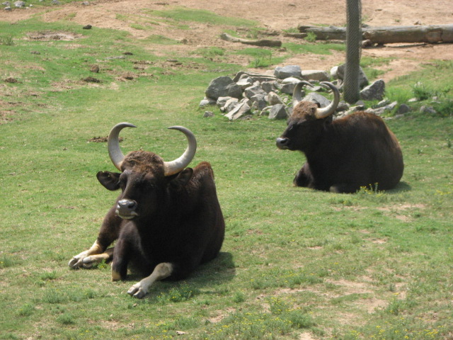 Gaur