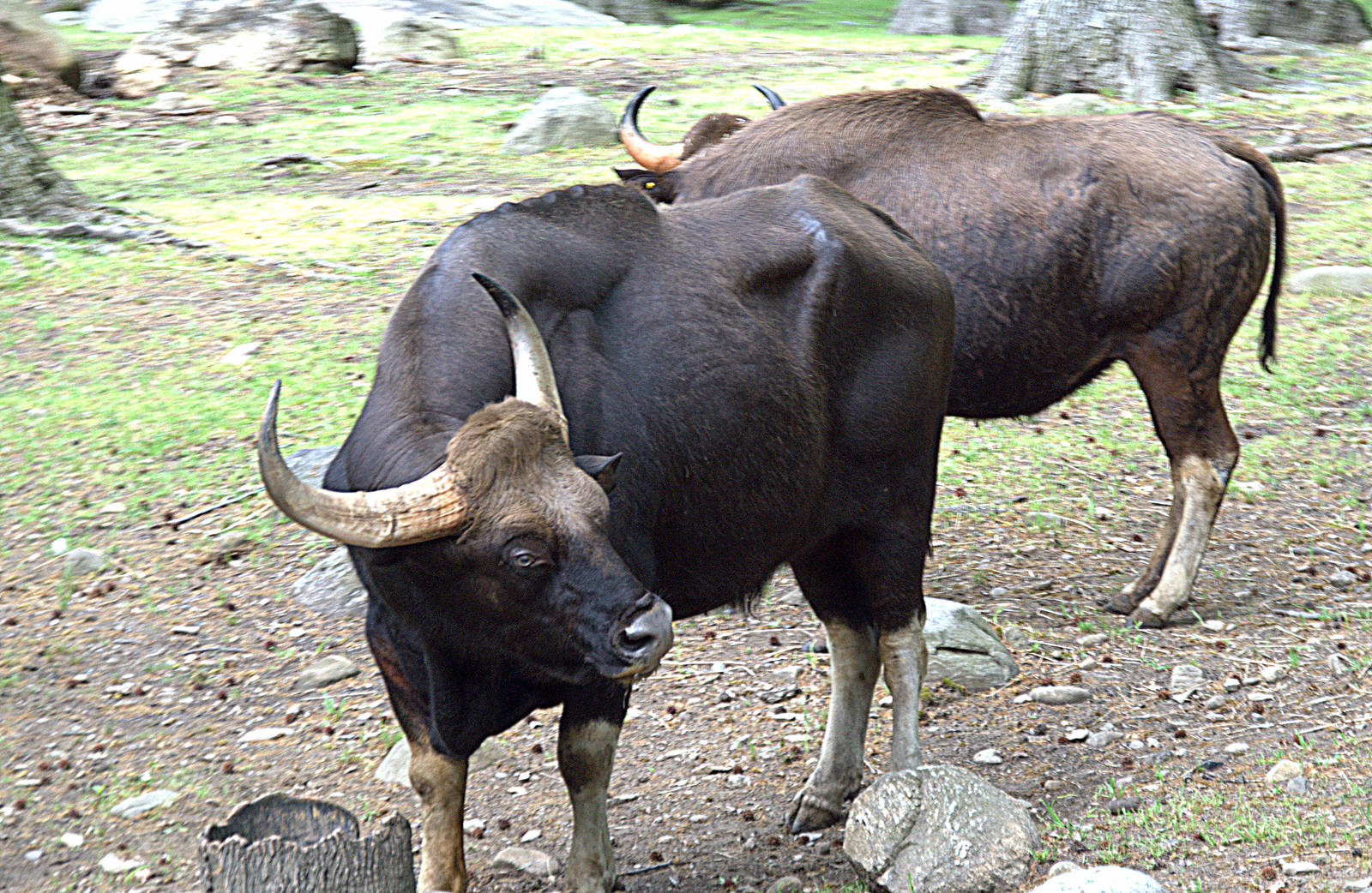 Gaur