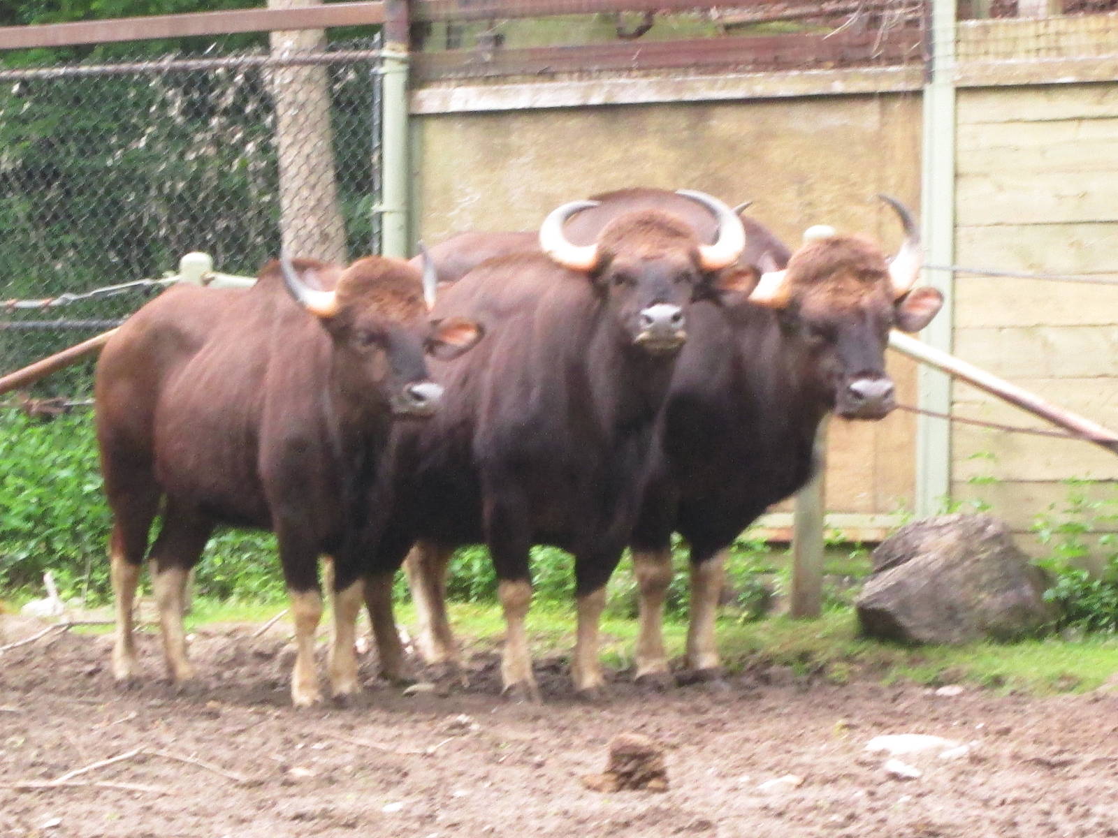 Gaur