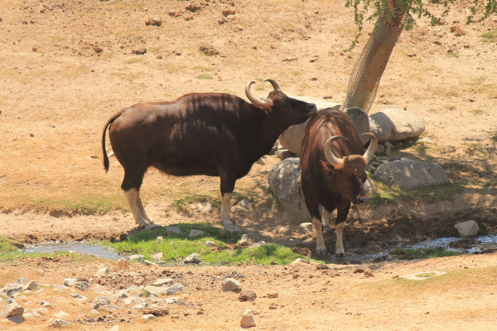 Gaur