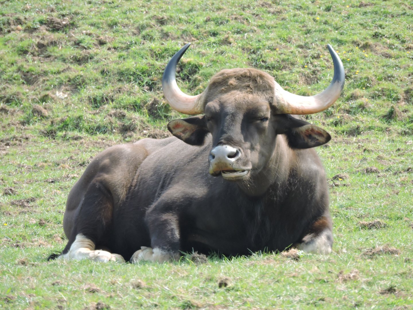 Gaur