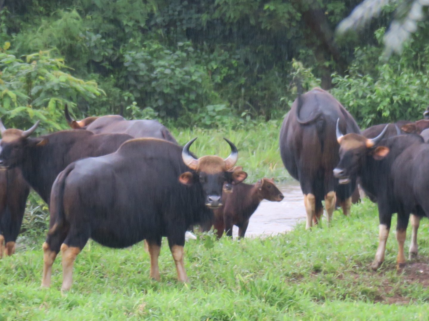 gaur