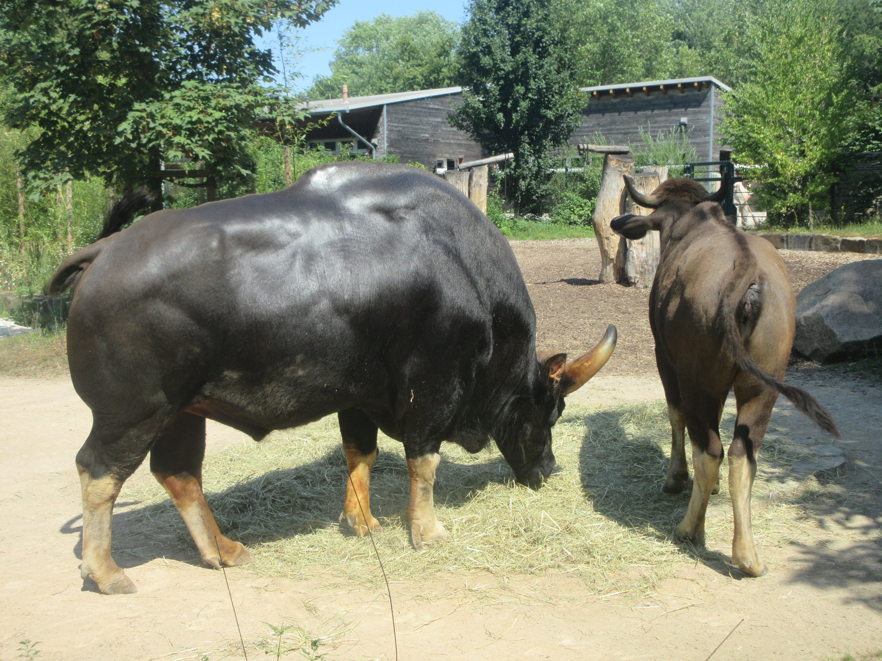 Gaur