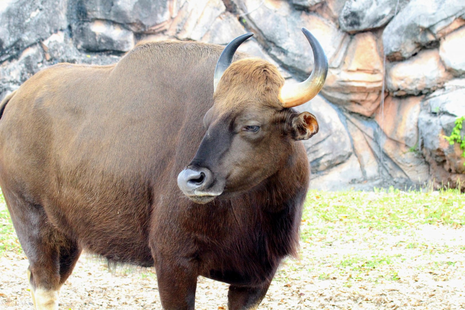 Gaur