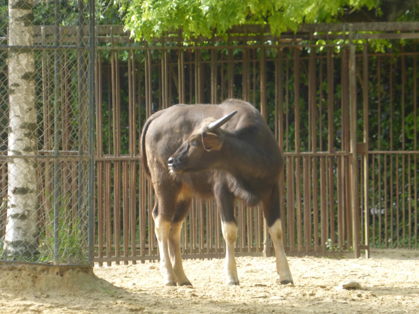 Gaur