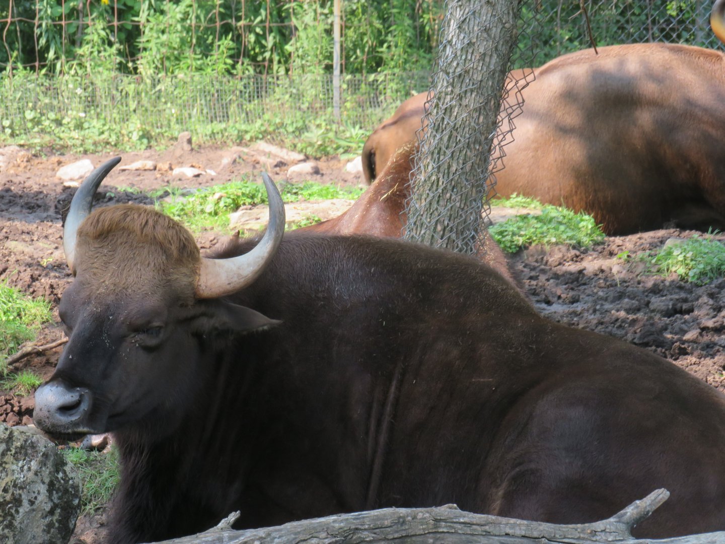 Gaur