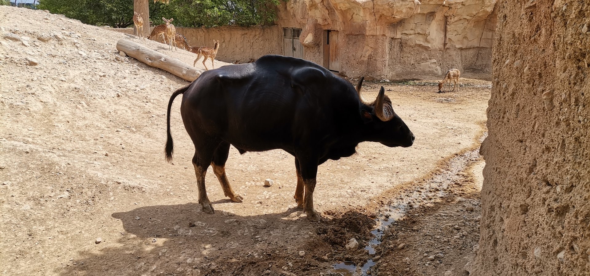 Gaur