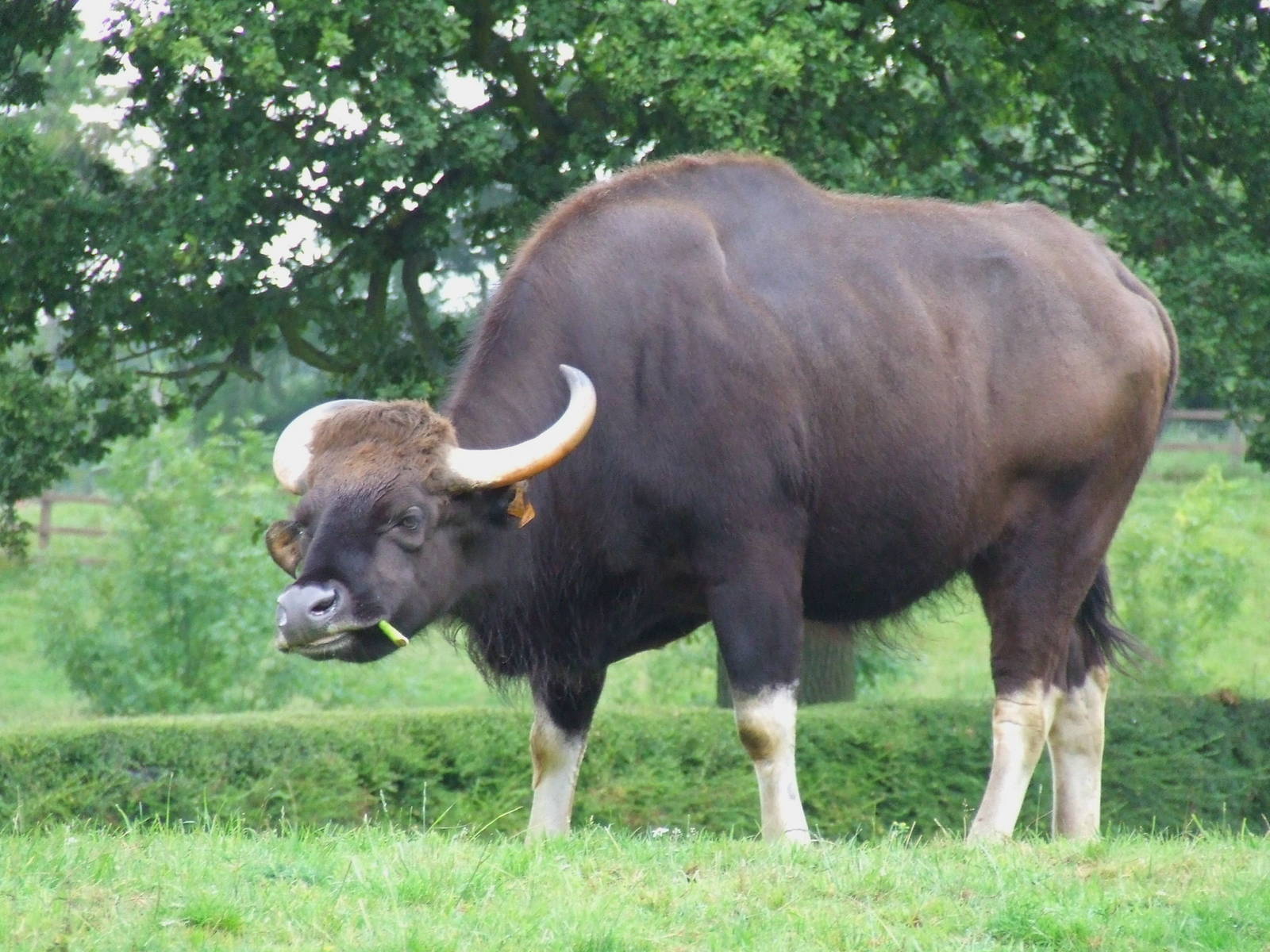 Gaur