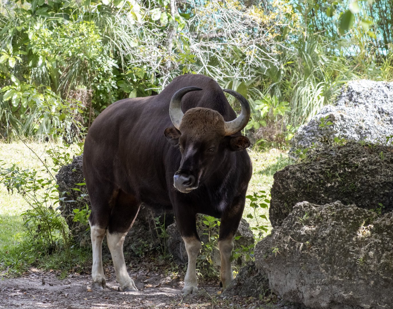 Gaur