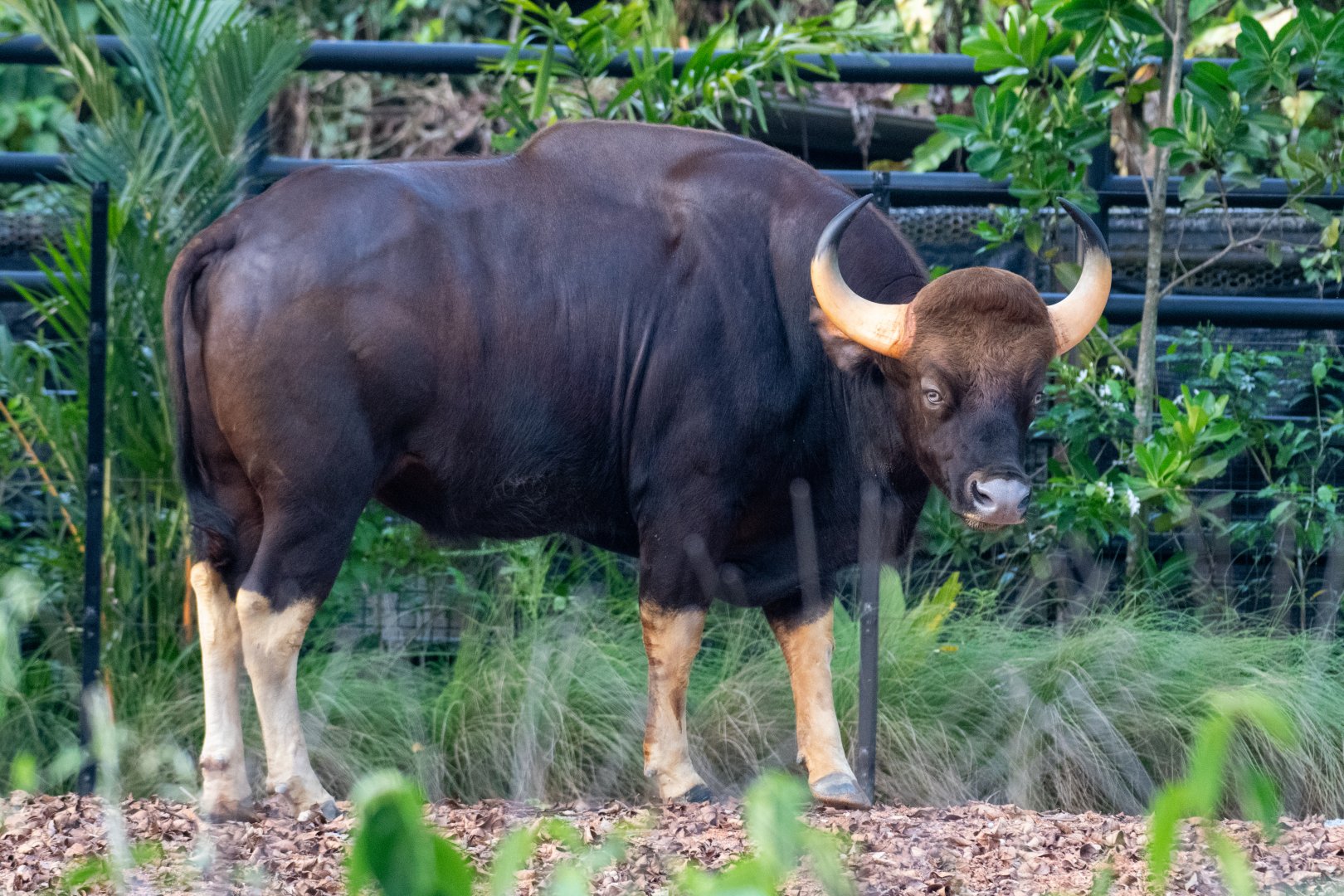 Gaur