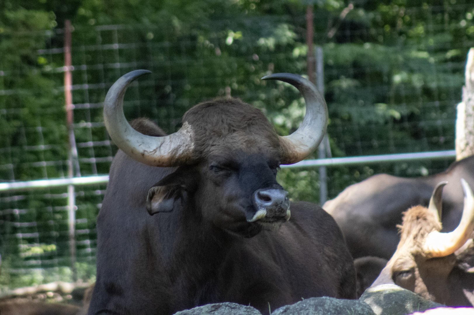 Gaur