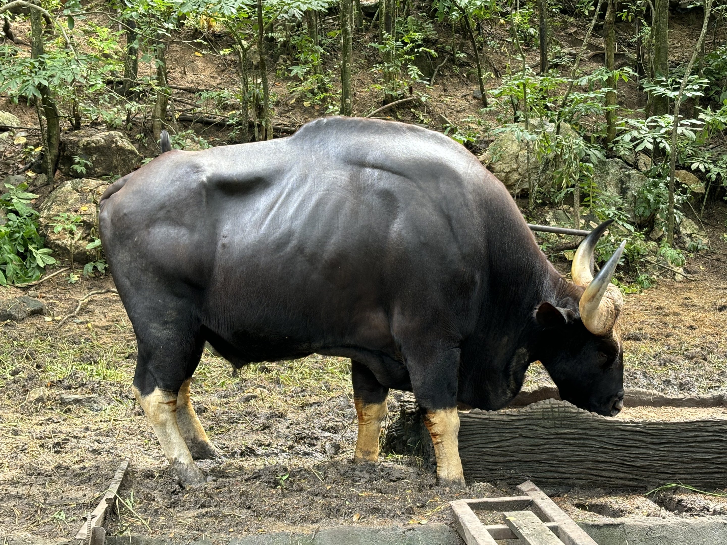 Gaur
