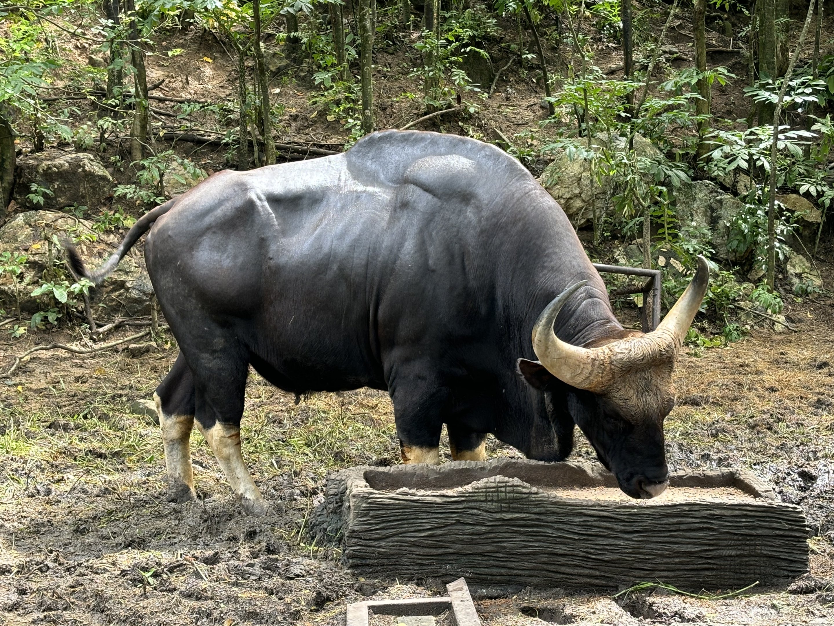 Gaur