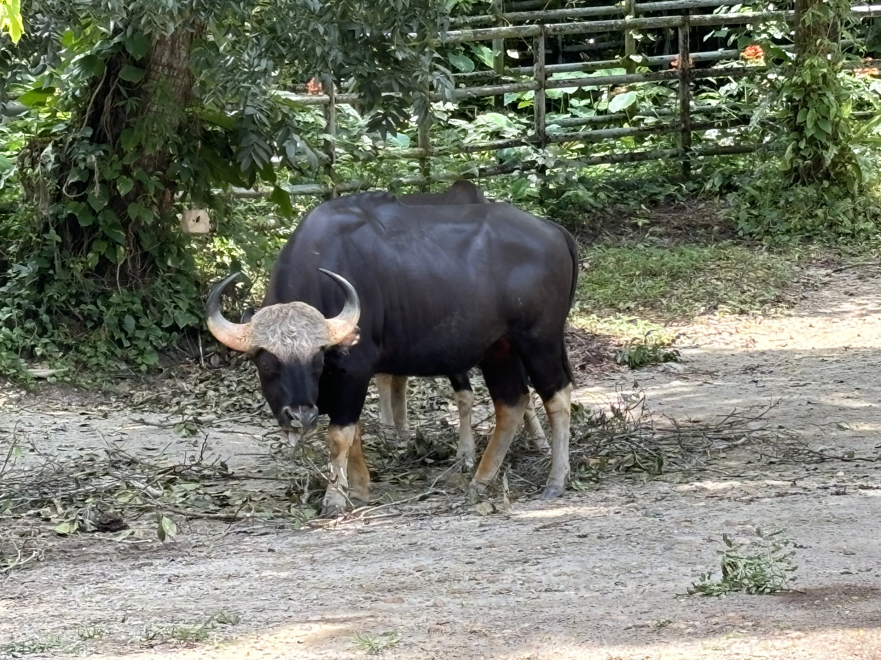 Gaur