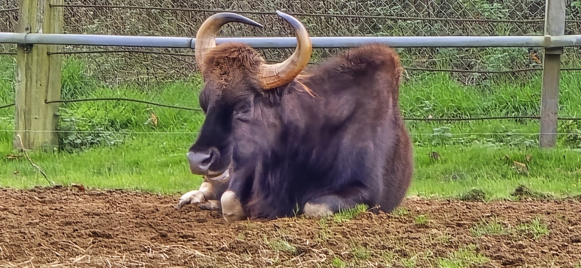 Gaur
