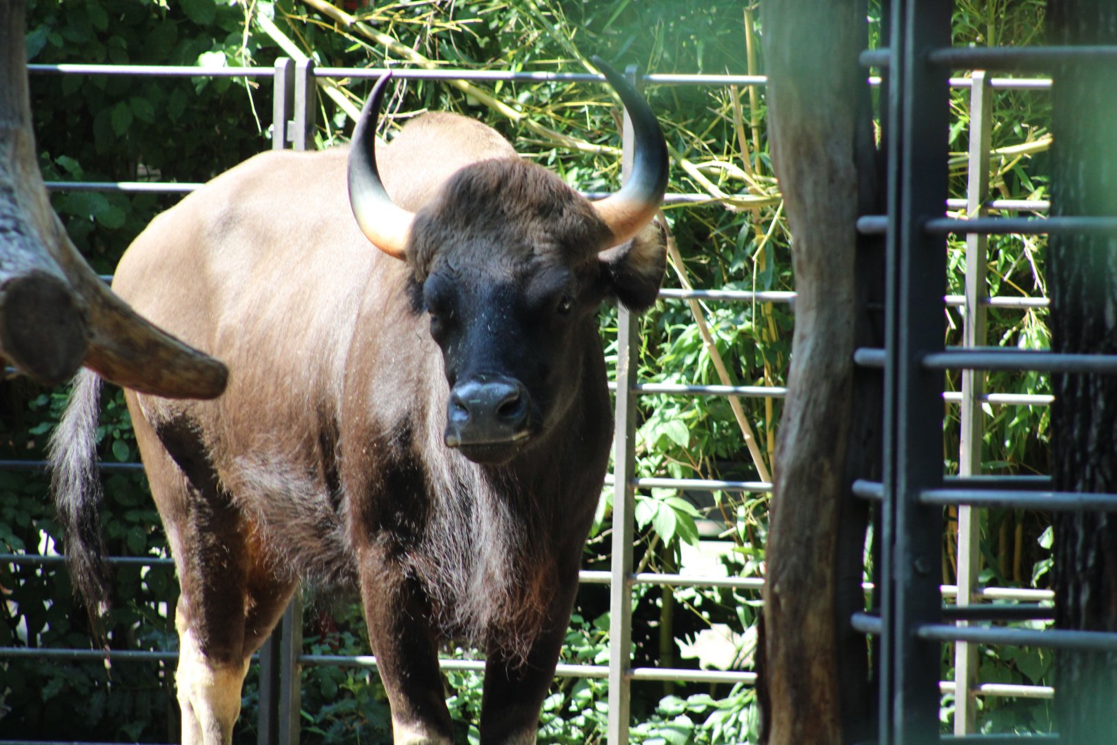 Gaur