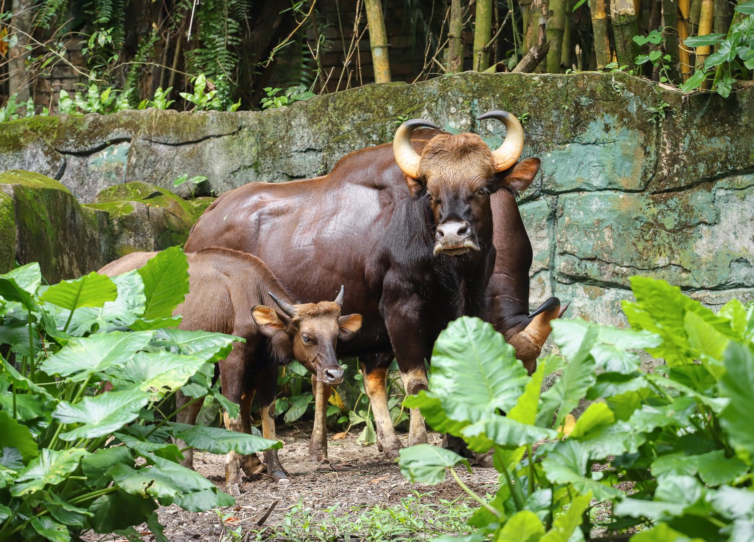 Gaur