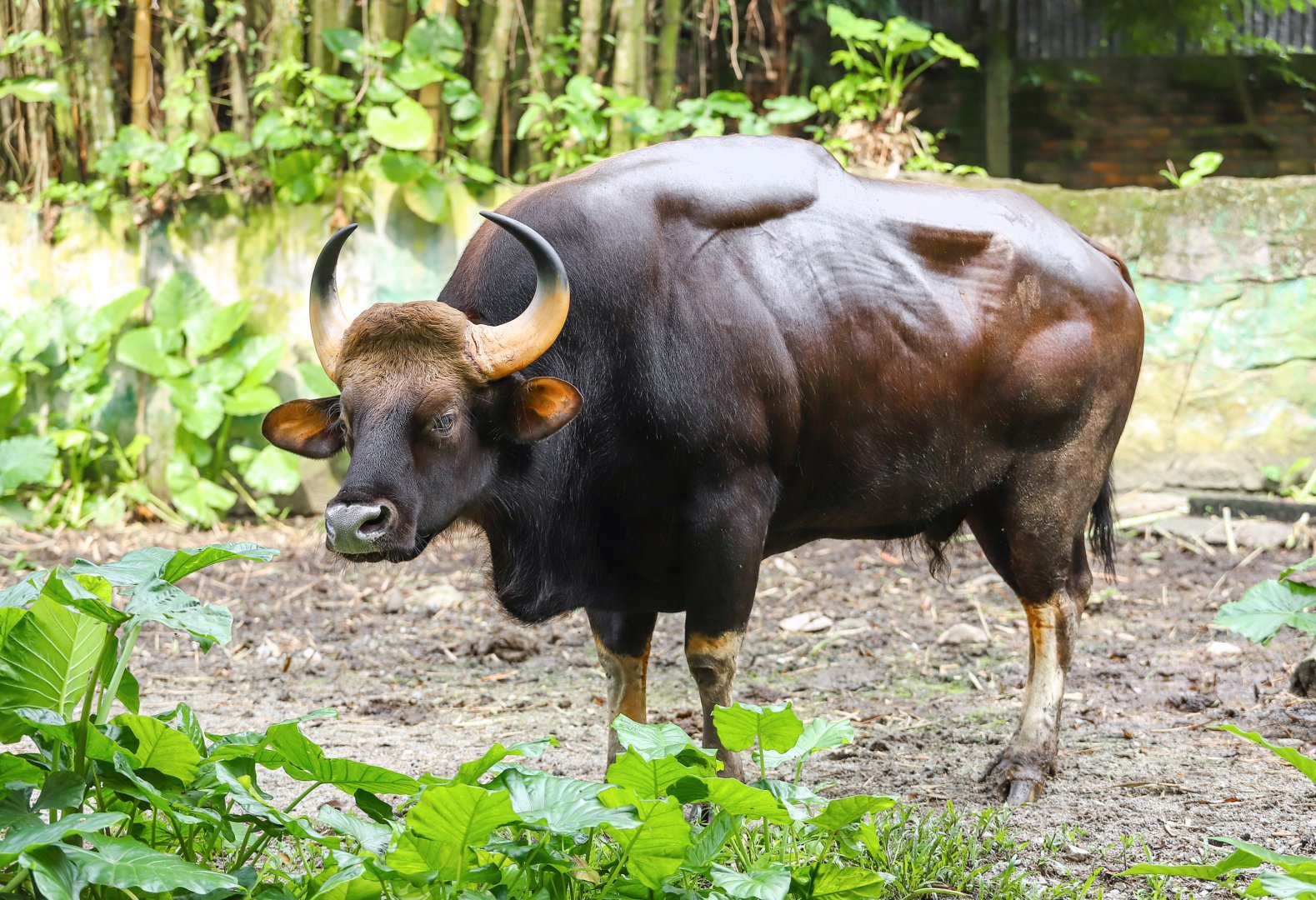 Gaur