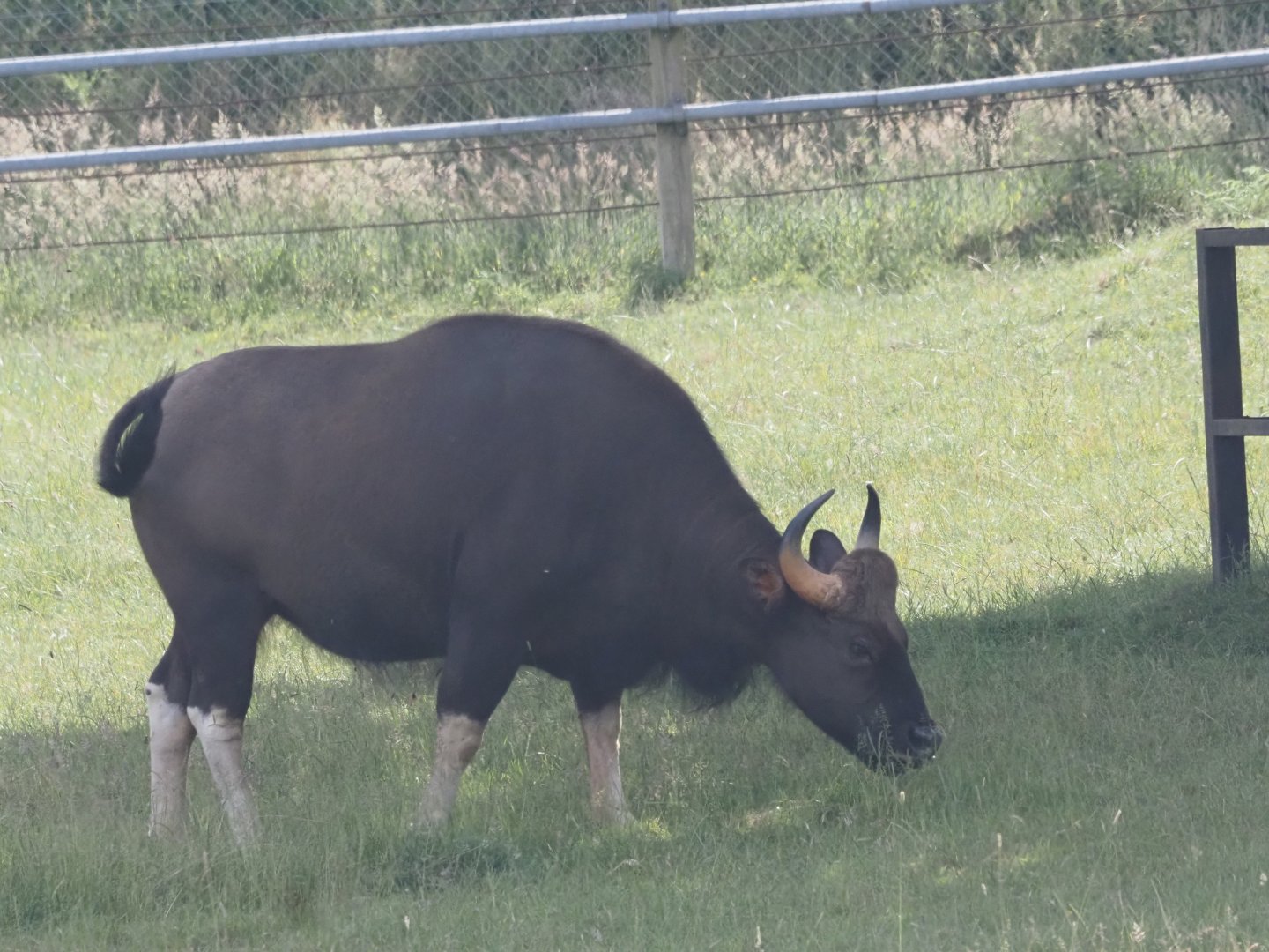 Gaur
