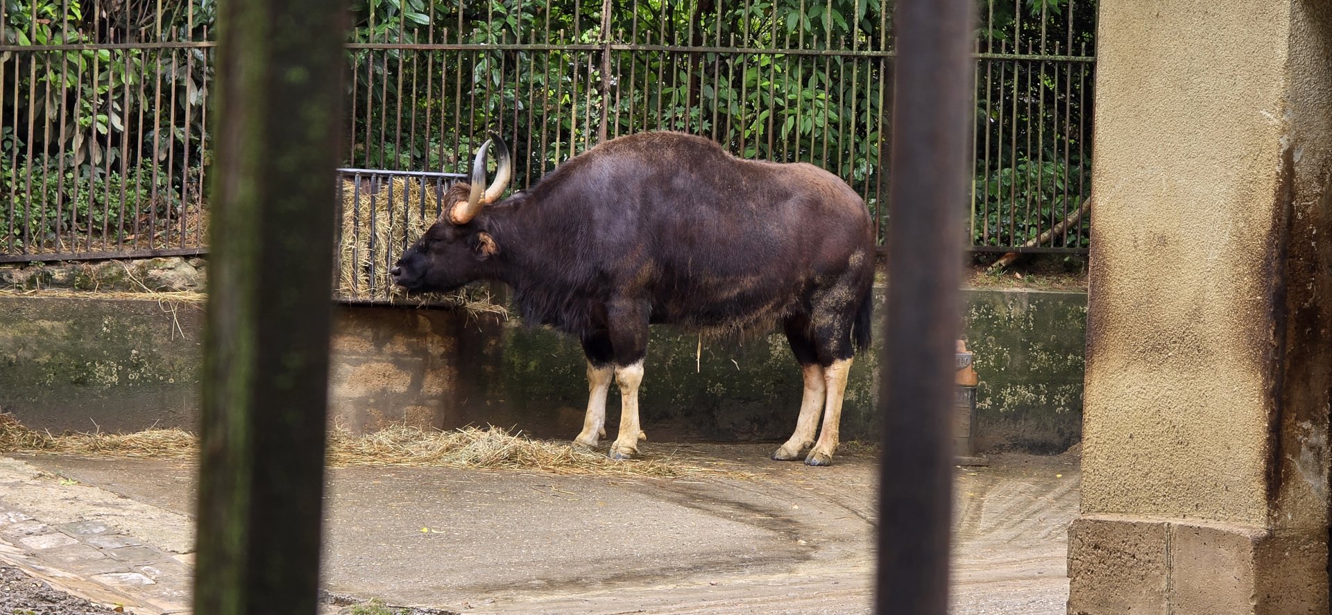 Gaur