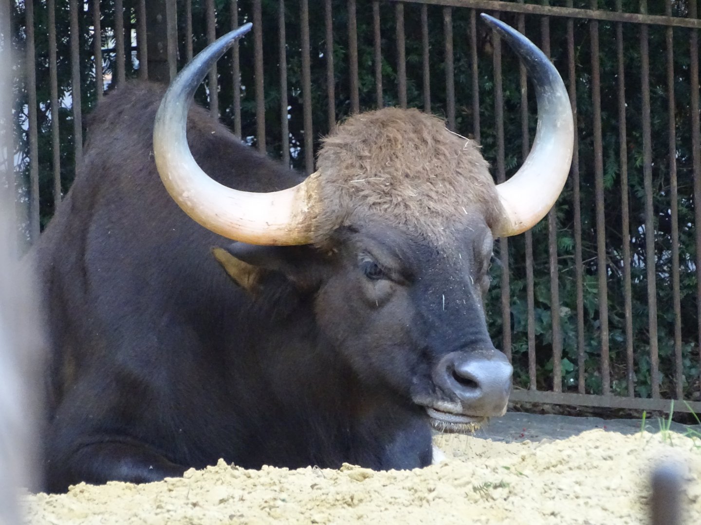 Gaur