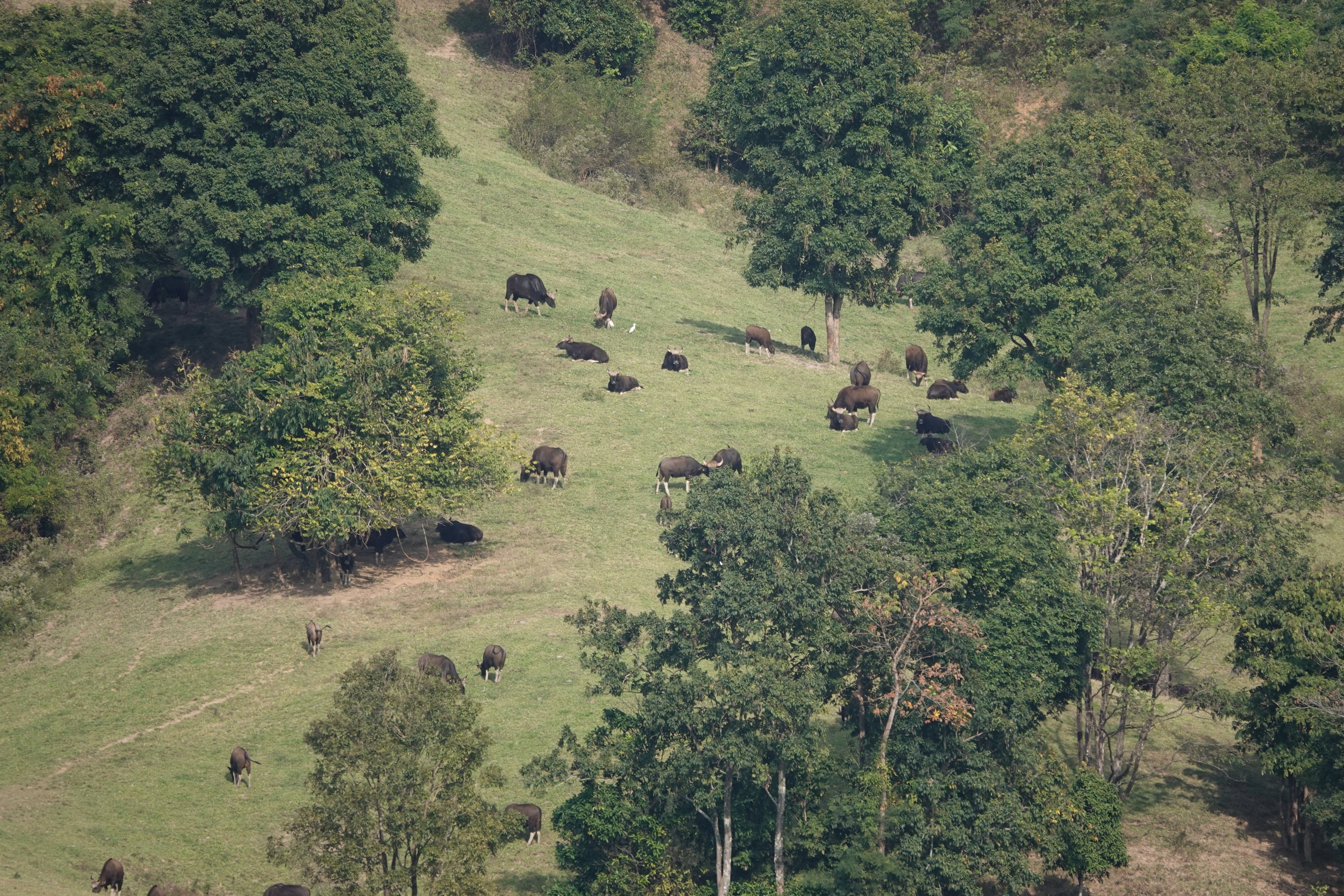 Gaurs on a hill