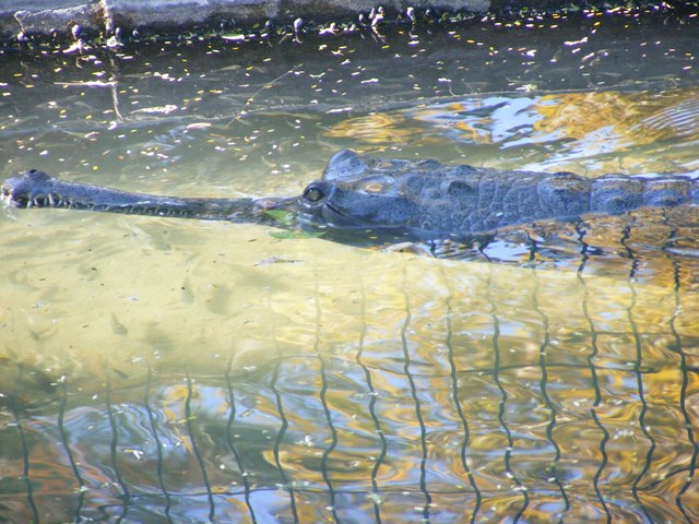 Gavial 5.12.11