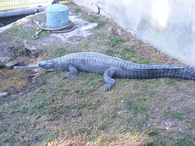 Gavial 5.12.11