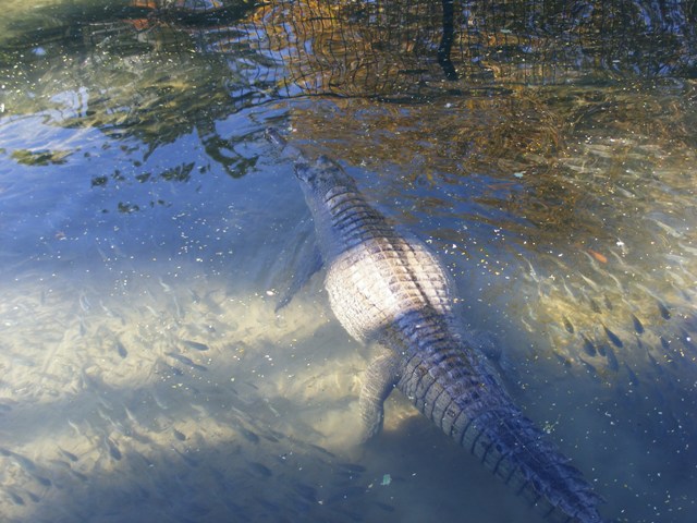 Gavial 5.12.11