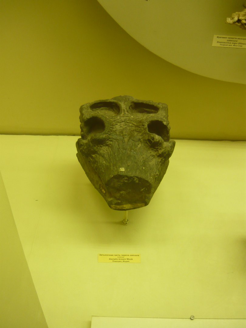 Gavialis browni partial skull (cast)