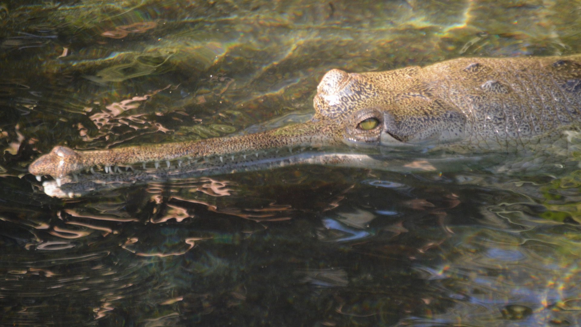 Gavialis gangeticus