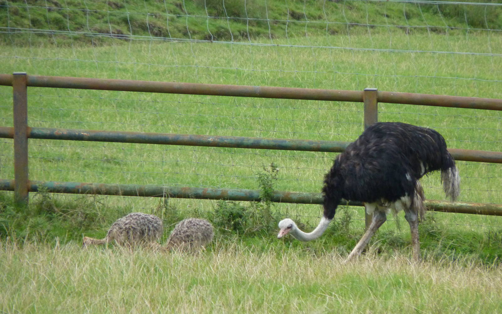 Gavin the Ostrich and Chicks