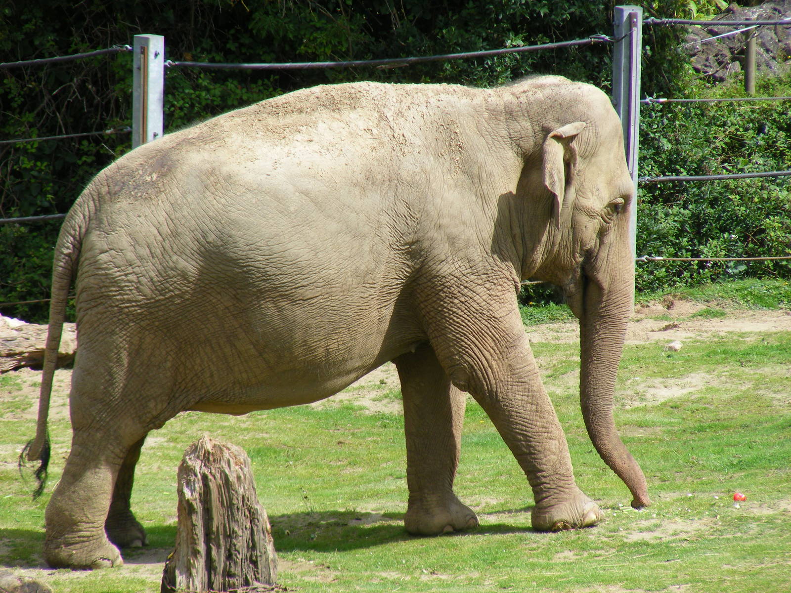 Gay the Asian elephant at Paignton Zoo, 2 August 2009