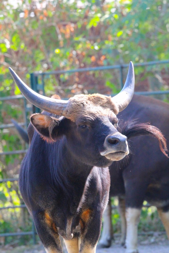 Gayal- 4th September 2024