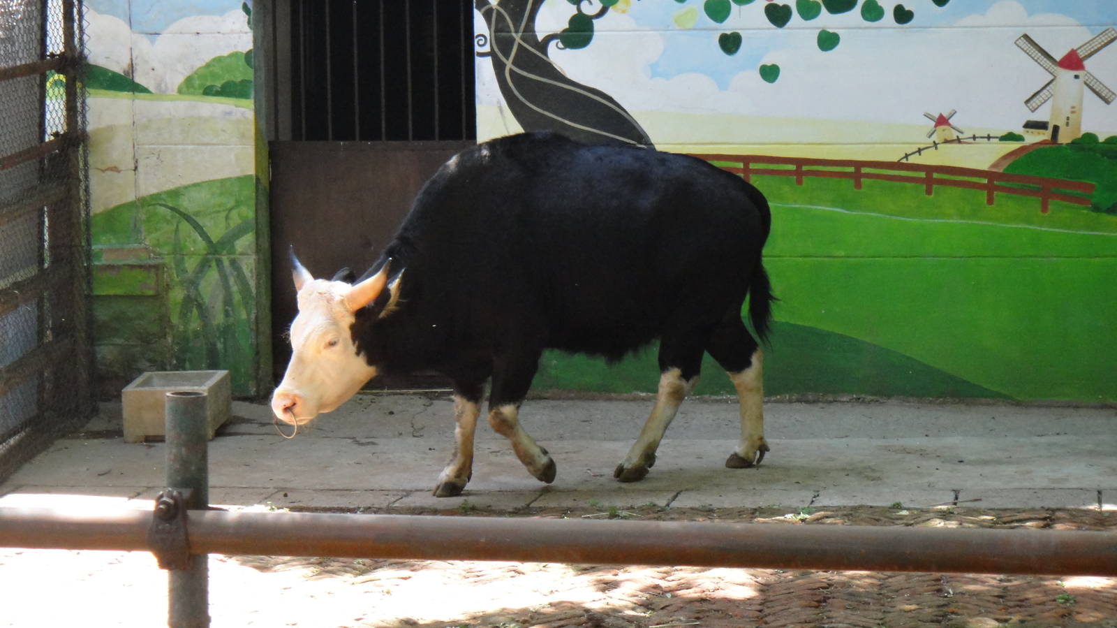 Gayal at Kunming zoo 2014-5-13