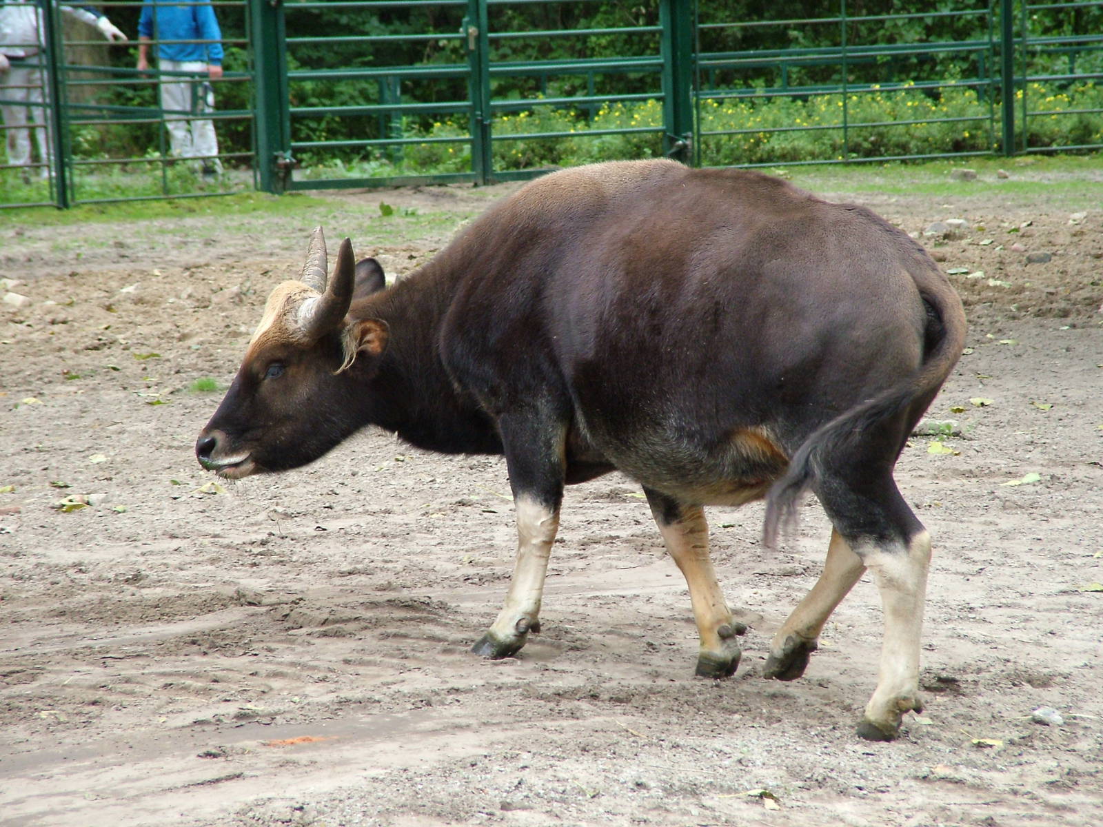 Gayal at Tierpark Berlin, 30/08/11