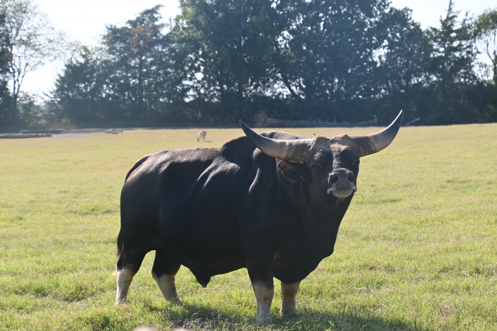 Gayal (Bos frontalis)